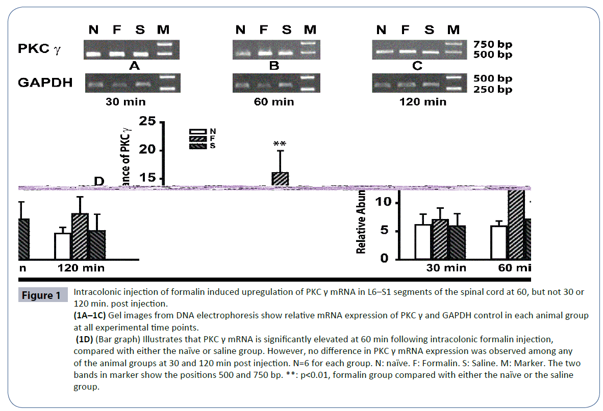 headache-formalin-induced-upregulation